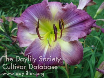 Daylily Faerie Storie Bashful